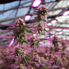 RS11 X Banana OG, Фасовка: 3